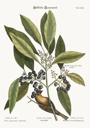 The Pine-creeper, 1749-73